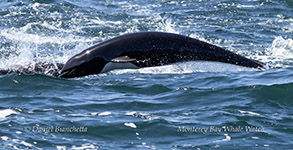 Northern Right Whale Dolphin photo by daniel bianchetta