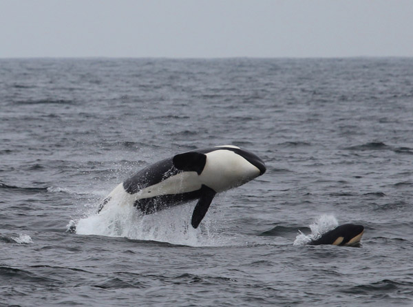 Killer Whale with calf, Sept. 2, 2011