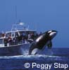 Killer Whale breaching in front of whale watching boat, photo by Peggy Stap