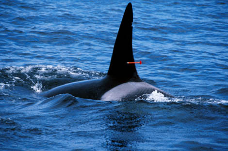Transient killer whale fluke slapping blubber of gray whale
