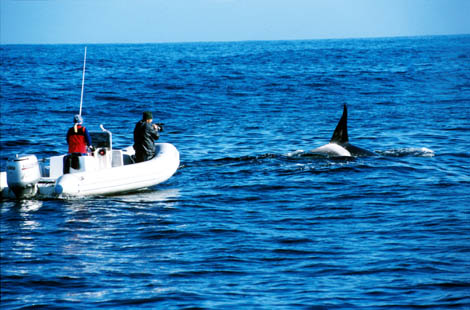 Grace Atkins and Mark Atkins with male transient killer whale
