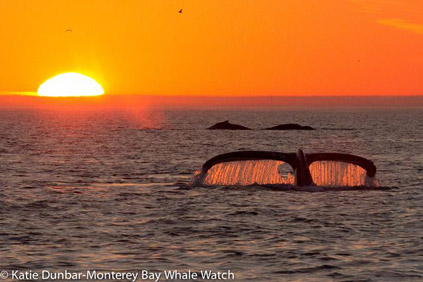 Humpback Whales at Sunset, photo by Katie Dunbar
