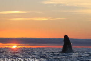 Breaching Humpback Whale at sunset, photo by Daniel Bianchetta