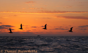 Brown Pelicans and Pt Sur Clipper at sunset, photo by Daniel Bianchetta