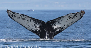 Humpback Whale ID, photo by Daniel Bianchetta