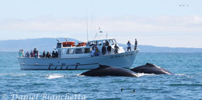 Humpback Whales and Pt. Sur Clipper, photo by Daniel Bianchetta