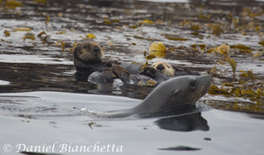 Sea Otters with Sea Lion, photo by Daniel Bianchetta