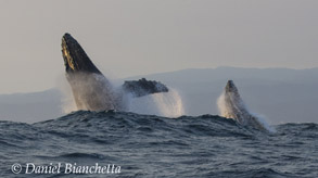 Breaching mother and calf Humpback Whales, photo by Daniel Bianchetta