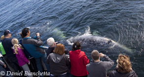 Close encounter with Gray Whales, photo by Daniel Bianchetta