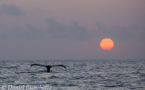 Humpback Whale tail and setting sun, photo by Daniel Bianchetta