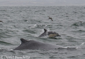 Humpback Whale and Long-beaked Common Dolphin, photo by Daniel Bianchetta