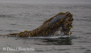 Humpback Whale playing with kelp, photo by Daniel Bianchetta