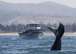 Humpback Whale tail by Sea Wolf II, photo by Daniel Bianchetta