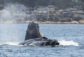 Humpback Whales lunge-feeding close to shore, photo by Daniel Bianchetta