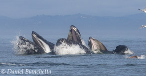 Humpback Whales lunge feeding, photo by Daniel Bianchetta