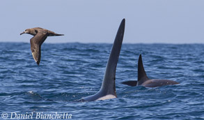 <font size="-1">Killer Whales &amp; Black-footed Albatross</font>, photo by Daniel Bianchetta