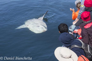 Large Mola Mola visiting boat, photo by Daniel Bianchetta