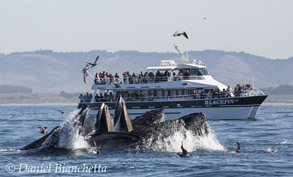 Humpback Whales lunge feeding, photo by Daniel Bianchetta