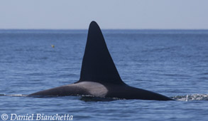 Male Killer Whale CA-171b Fat Fin, photo by Daniel Bianchetta