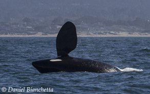 Male Killer Whale Fat Fin on his side, photo by Daniel Bianchetta