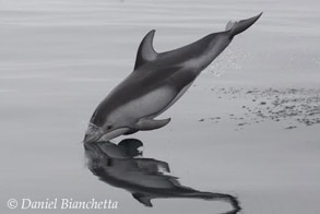 Pacific White-sided Dolphin with reflection, photo by Daniel Bianchetta
