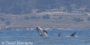 Risso's Dolphins, photo by Daniel Bianchetta