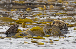 Southern Sea Otter resting in kelp, photo by Daniel Bianchetta