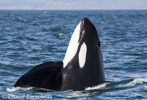Spy-hopping Killer Whale, photo by Daniel Bianchetta
