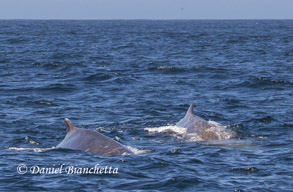 Baird's Beaked Whales, photo by Daniel Bianchetta