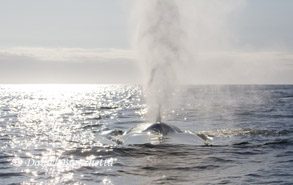 Blow of a Blue Whale, photo by Daniel Bianchetta
