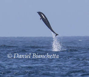Breaching Northern Right Whale Dolphin, photo by Daniel Bianchetta