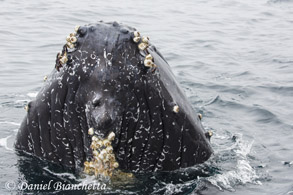 Humpback Whale spyhopping, photo by Daniel Bianchetta