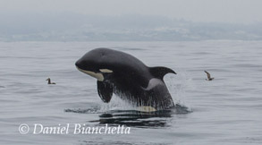 Killer Whale breaching, photo by Daniel Bianchetta