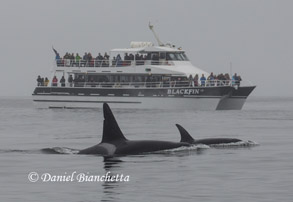 Killer Whales and Blackfin, photo by Daniel Bianchetta