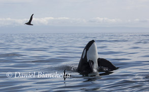 Male Killer Whale spyhopping, photo by Daniel Bianchetta