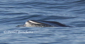 Mouth of a Minke Whale, photo by Daniel Bianchetta