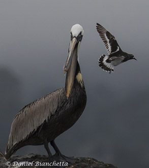 California Brown Pelican and Black Turnstone, photo by Daniel Bianchetta