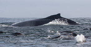 Humpback Whale and California Sea Lions, photo by Daniel Bianchetta
