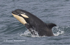 Killer Whale calf, photo by Daniel Bianchetta