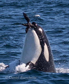 Killer Whale catching a common Murre, photo by Daniel Bianchetta