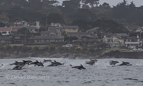 Pacific White-sided Dolphins running by Pacific Grove, photo by Daniel Bianchetta