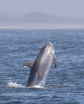 Risso's Dolphin calf, photo by Daniel Bianchetta
