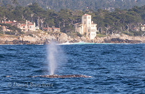 Gray Whale, photo by Daniel Bianchetta