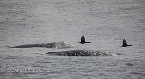 Gray Whales and Brandt's Cormorants, photo by Daniel Bianchetta