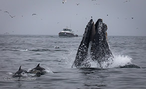 Lunge feeding Humpback Whale, Common Dolphins with Sea Wolf II, photo by Daniel Bianchetta
