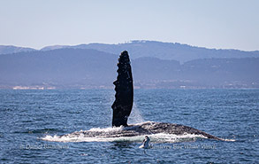 Humpback Whale horizontally lunge-feeding, photo by Daniel Bianchetta