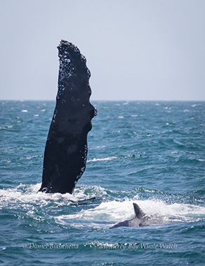 Humpback Whale (pectoral fin) and Risso's Dolphin, photo by Daniel Bianchetta