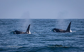 Killer Whales Bumper and Orion, photo by Daniel Bianchetta