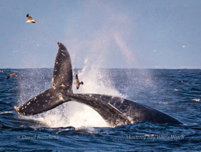 Tail-throwing Humpback Whale, photo by Daniel Bianchetta