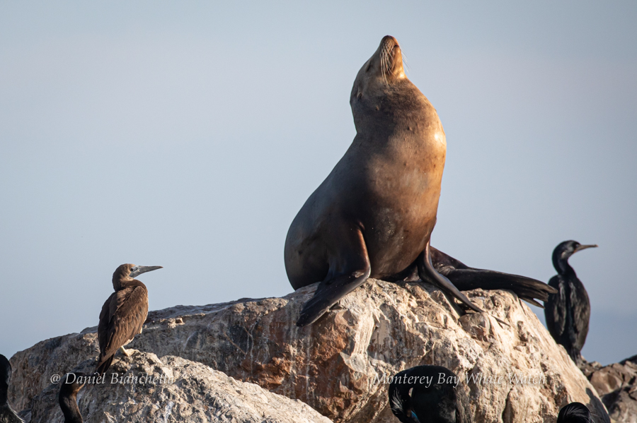 Brown Booby California Sea Lion Brandts Cormorant photo by Daniel Bianchetta